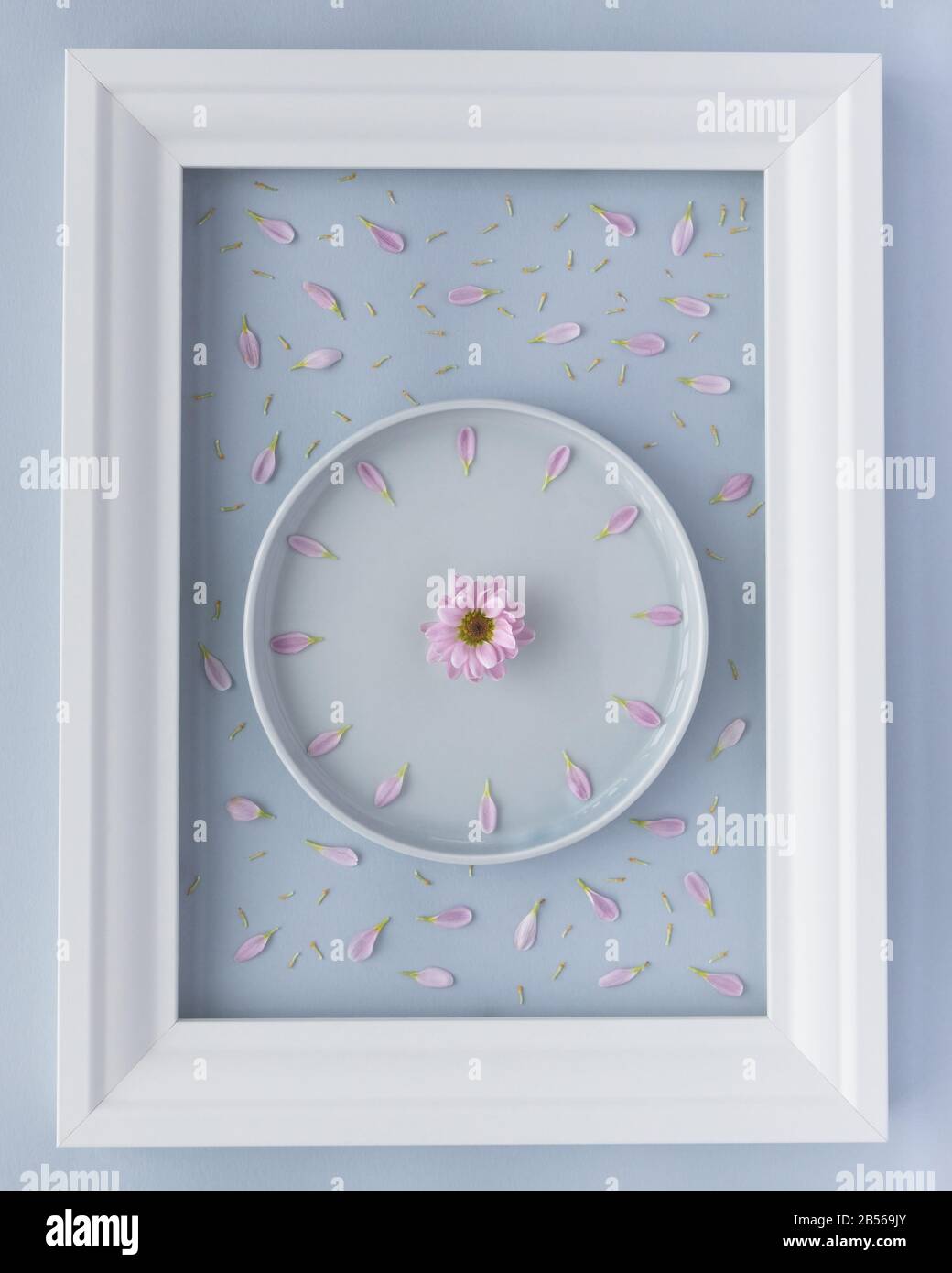 Disposizione piatta. Primavera. Disposizione creativa di piatto di lavanda con orologio di fiori di crisantemo creato da petali viola freschi su sfondo blu Foto Stock