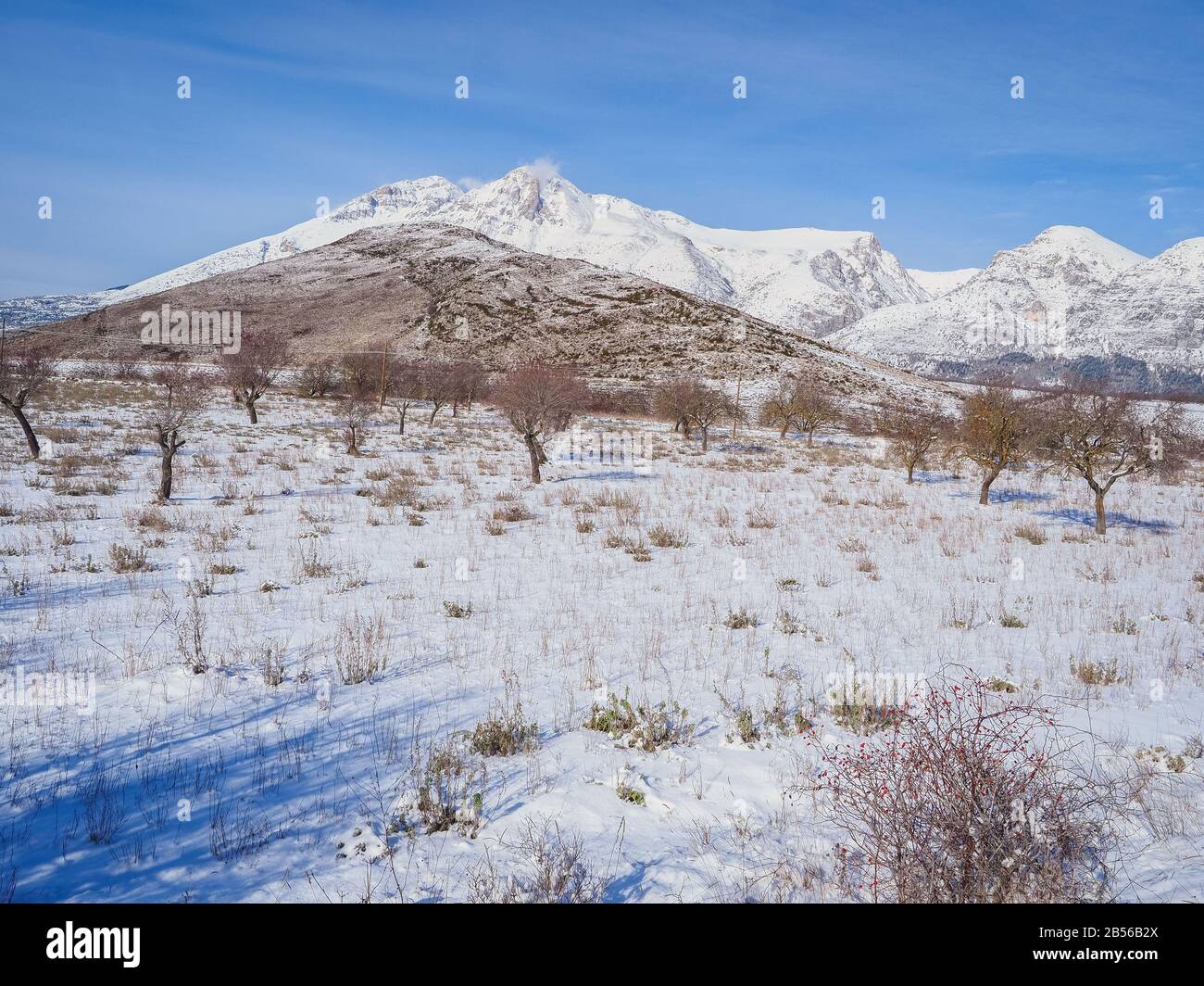 Valle del Monte Velino con ulivi durante l'inverno. La Riserva Naturale si trova nei Monti d'Abruzzo appenninici, in provincia di l'Aquila, centro Italia Foto Stock