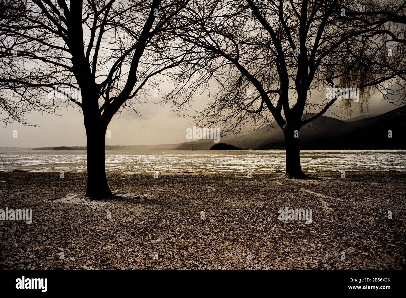 Willows alberi sull'Hudson Foto Stock