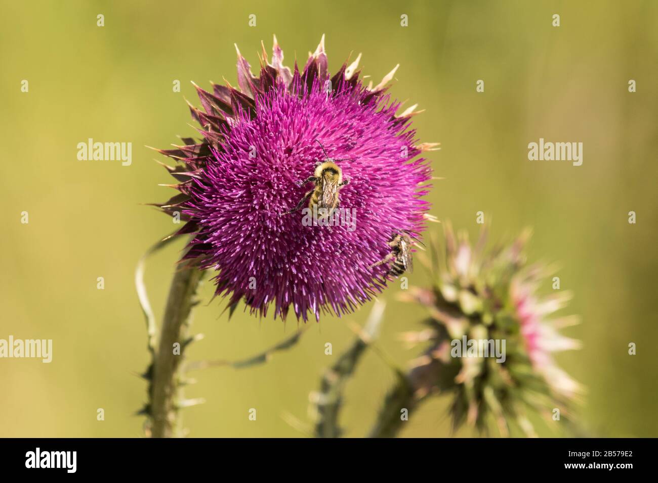 Bumble Bee su Bull Thistle III Foto Stock