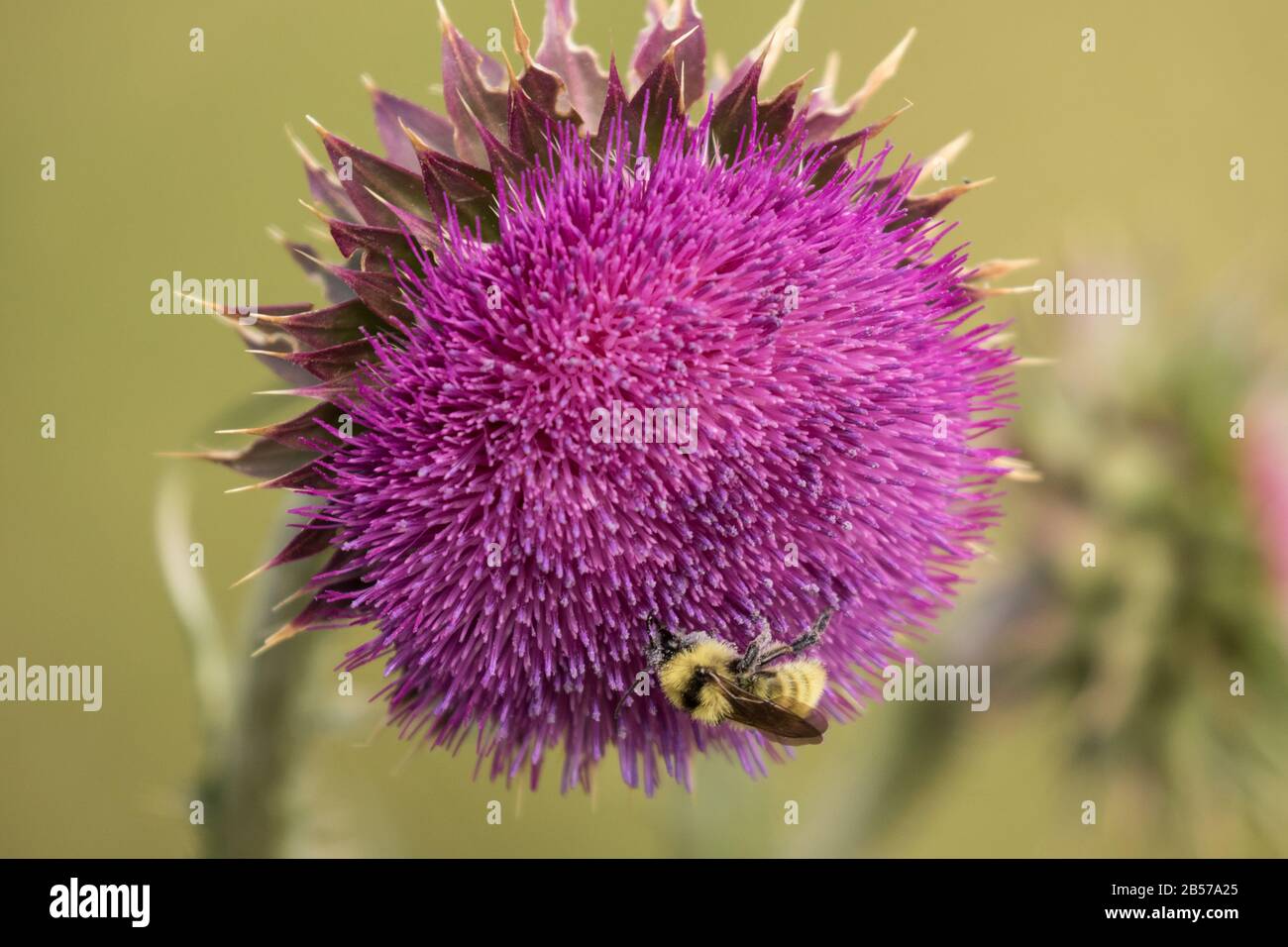 Bumble Bee su Bull Thistle II Foto Stock