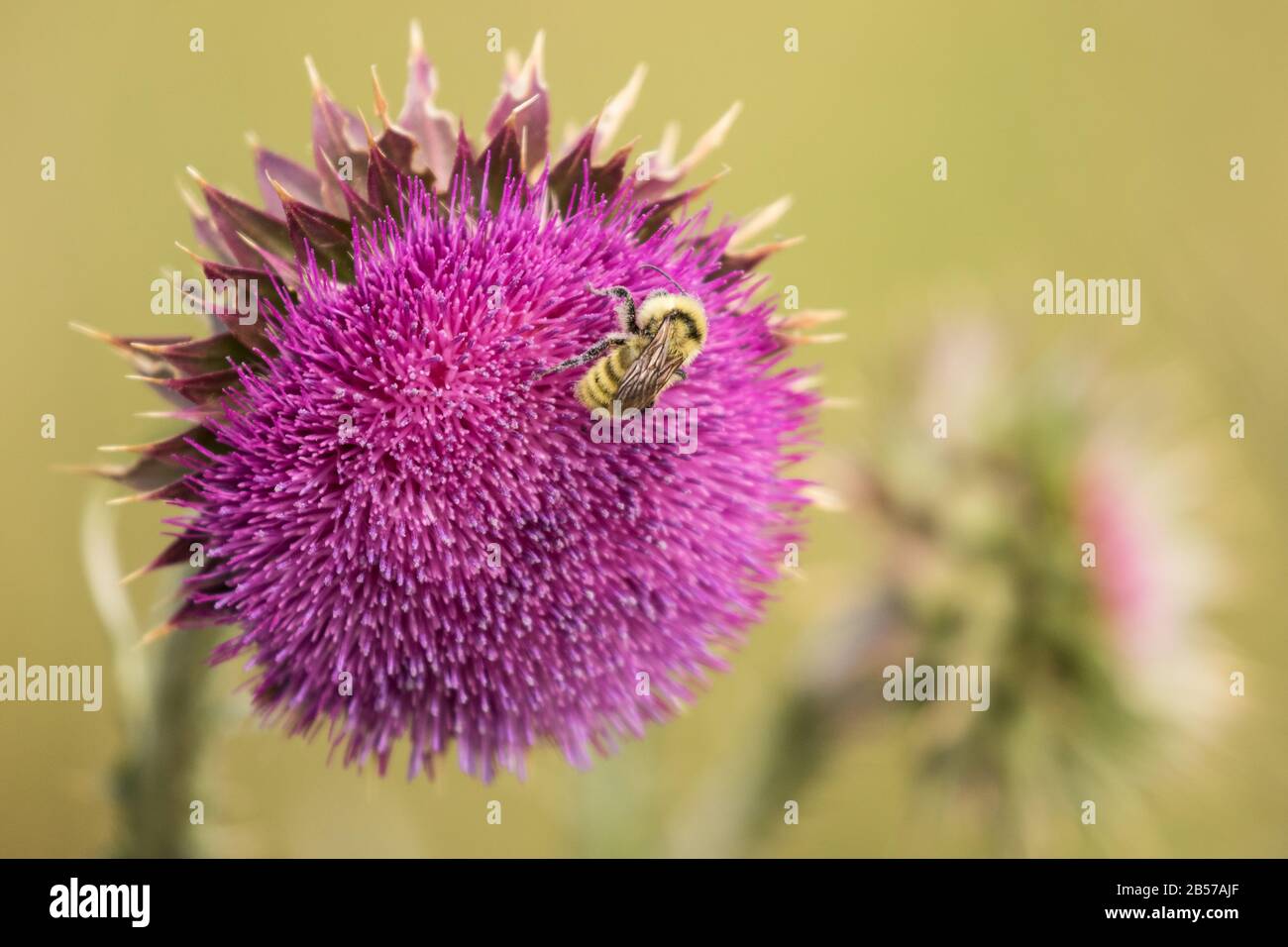 Bumble Bee su Bull Thistle i Foto Stock