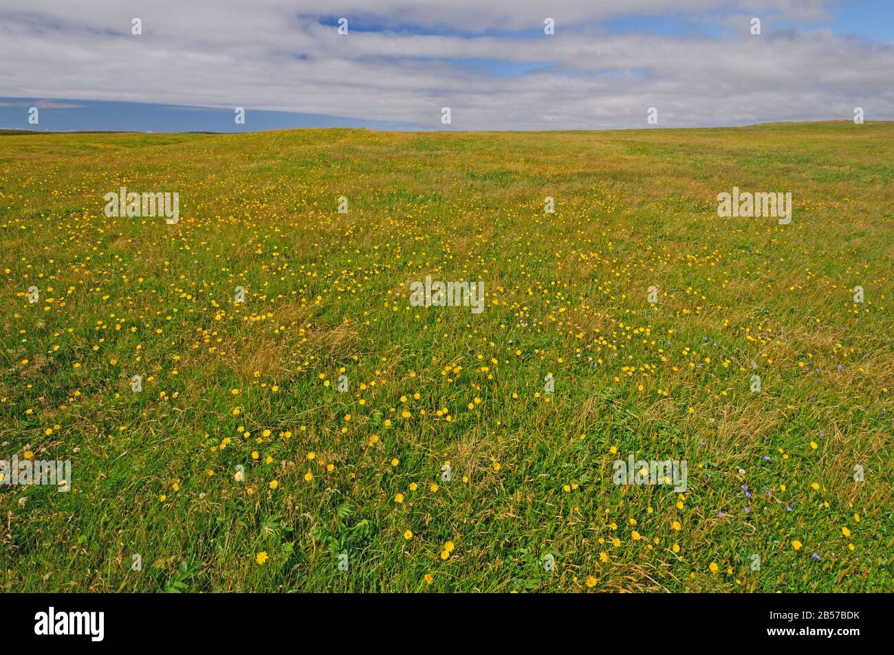 Prato su Cape St Mary's a Terranova Foto Stock