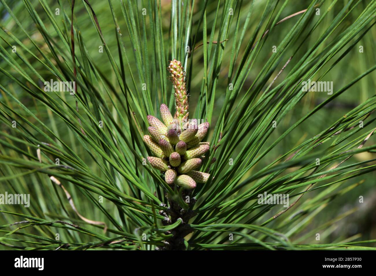 Cono di pino maschio di nuova formazione. Foto Stock