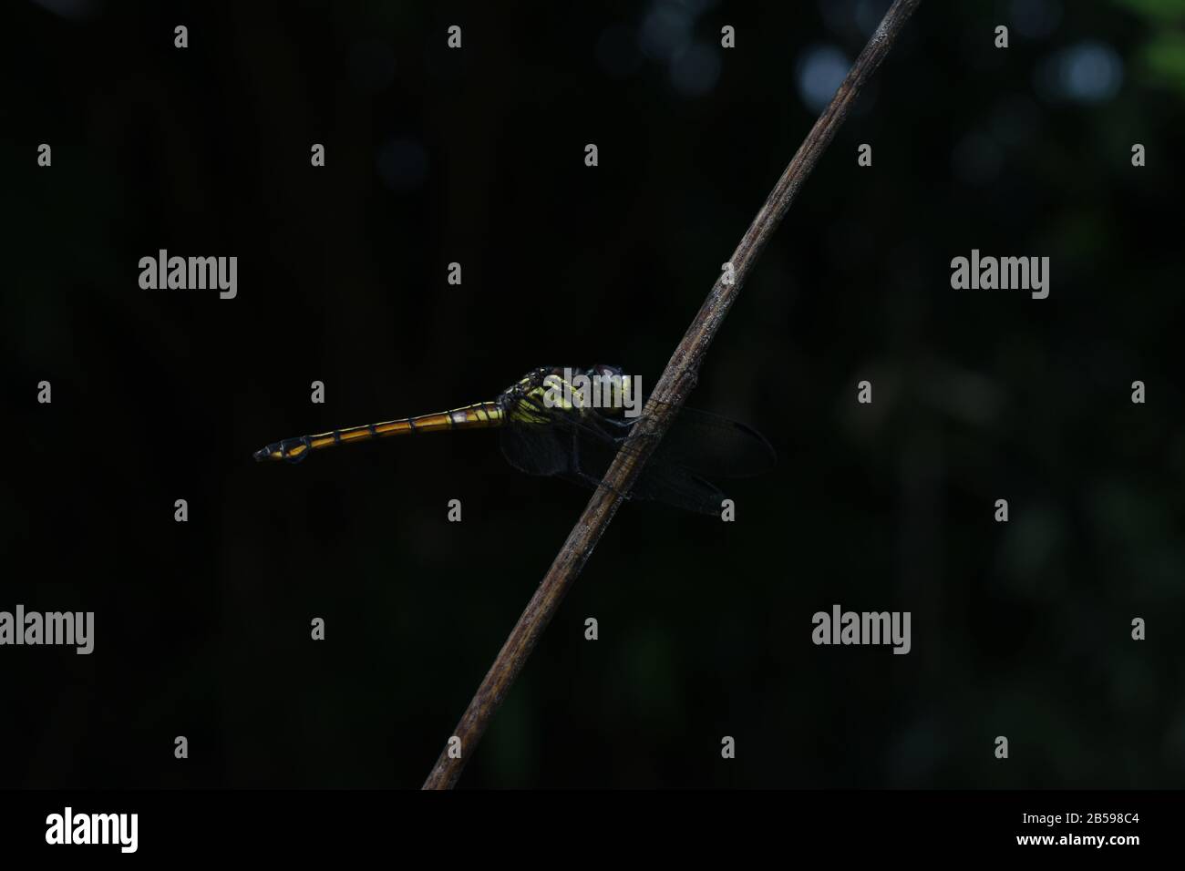 Una libellula appollaiata su un bastone. Swampwatcher. Congenere Potamarcha. Surakarta, Indonesia Foto Stock