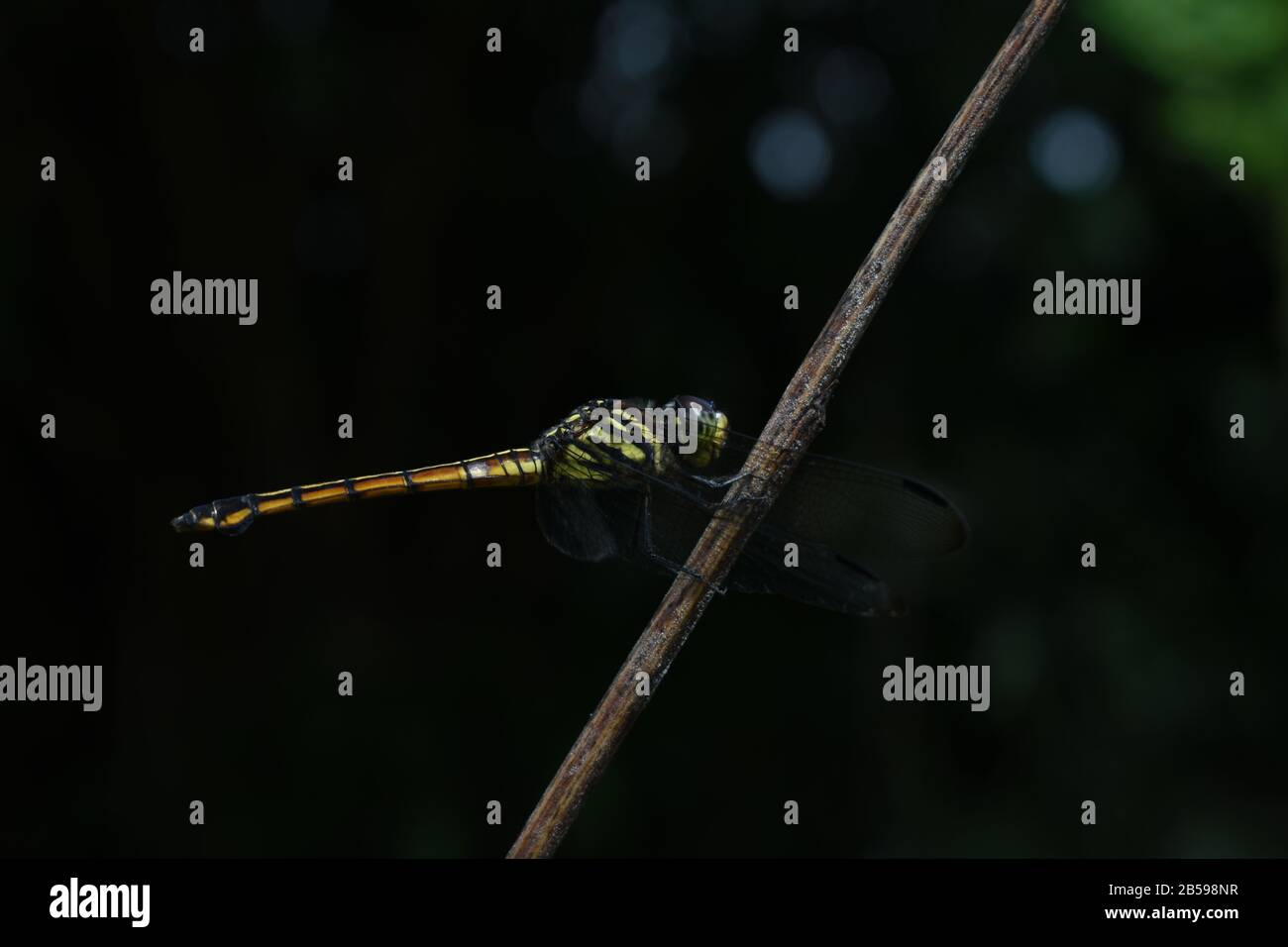 Una libellula appollaiata su un bastone. Swampwatcher. Congenere Potamarcha. Surakarta, Indonesia Foto Stock