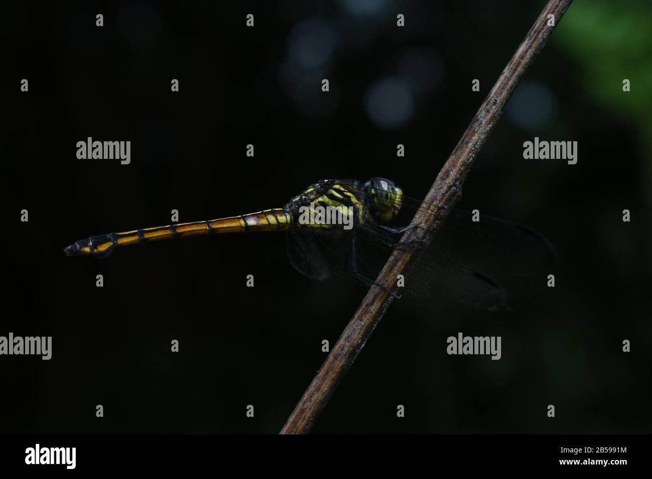 Una libellula appollaiata su un bastone. Swampwatcher. Congenere Potamarcha. Surakarta, Indonesia Foto Stock
