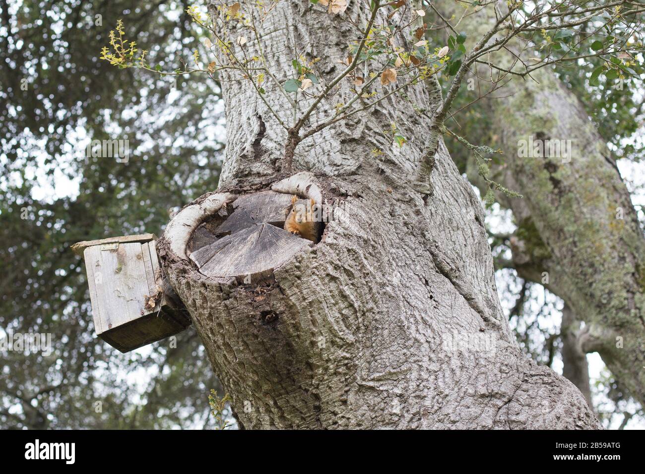 Uno scoiattolo poking la sua testa fuori da un buco in un albero. Foto Stock