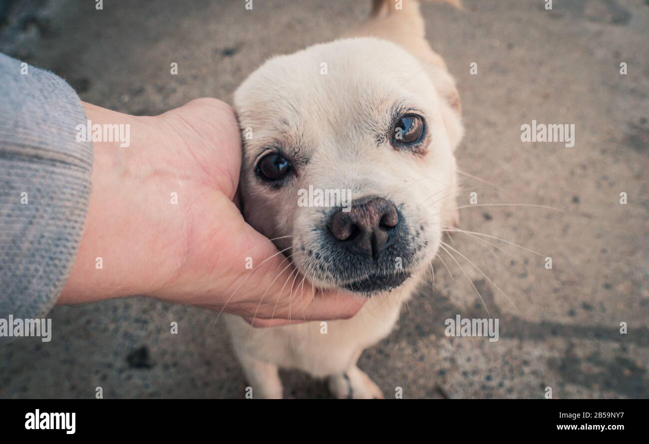 Primo piano di cane randagio a mano maschile in un riparo per animali domestici. Persone, Animali, Volontariato E Concetto Di Aiuto. Foto Stock