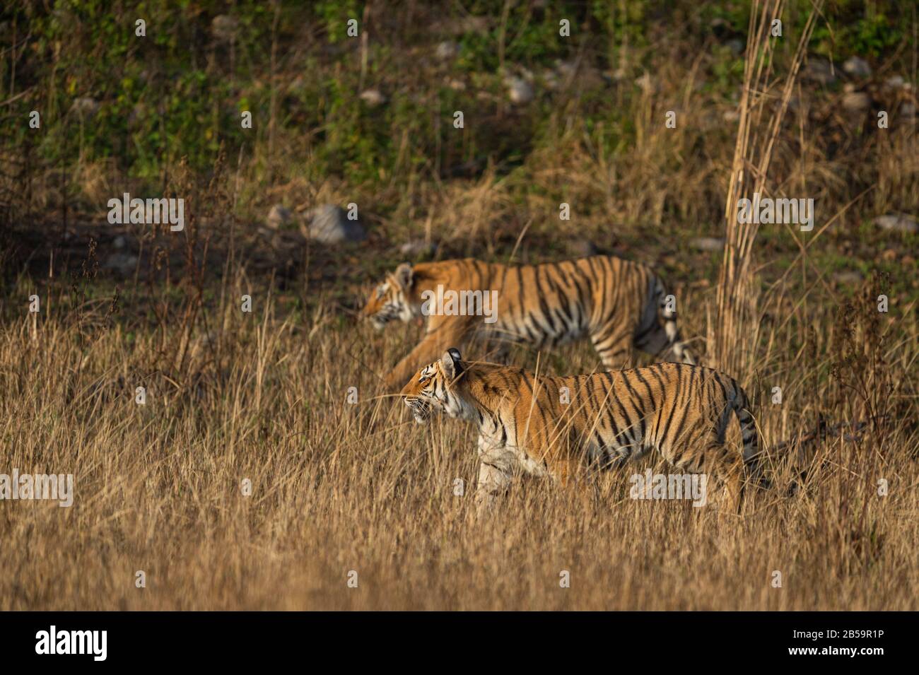 Madre tigre e famosa tigre paarwali o paro di corbett e il suo cucciolo di stalking possibile preda di uccidere in prateria al parco nazionale jim corbett india Foto Stock