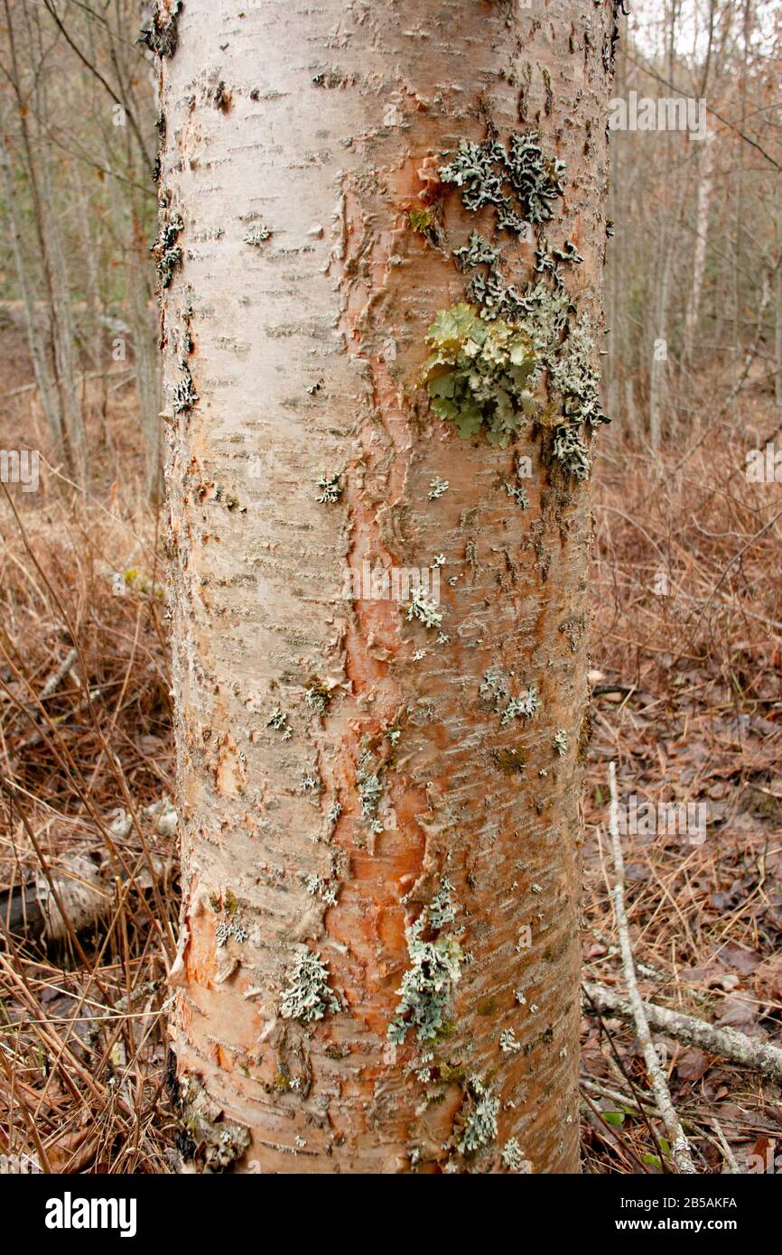 Il tronco di un giovane albero di betulla rossa (Betula occidentalis) con licheni frondosi sulla corteccia, lungo il torrente Callahan, a Troy, Montana. Regno: Plantae Cl Foto Stock