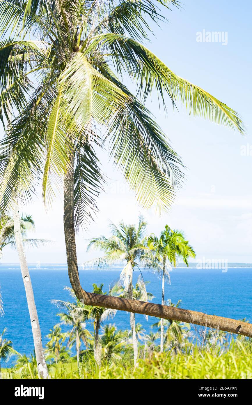 Splendida vista su una palma piegata nell'isola di Corregidor. Isola di Corregidor Siargao, conosciuta anche come Isola Casoliana. Isola Corregidor, Filippine. Foto Stock