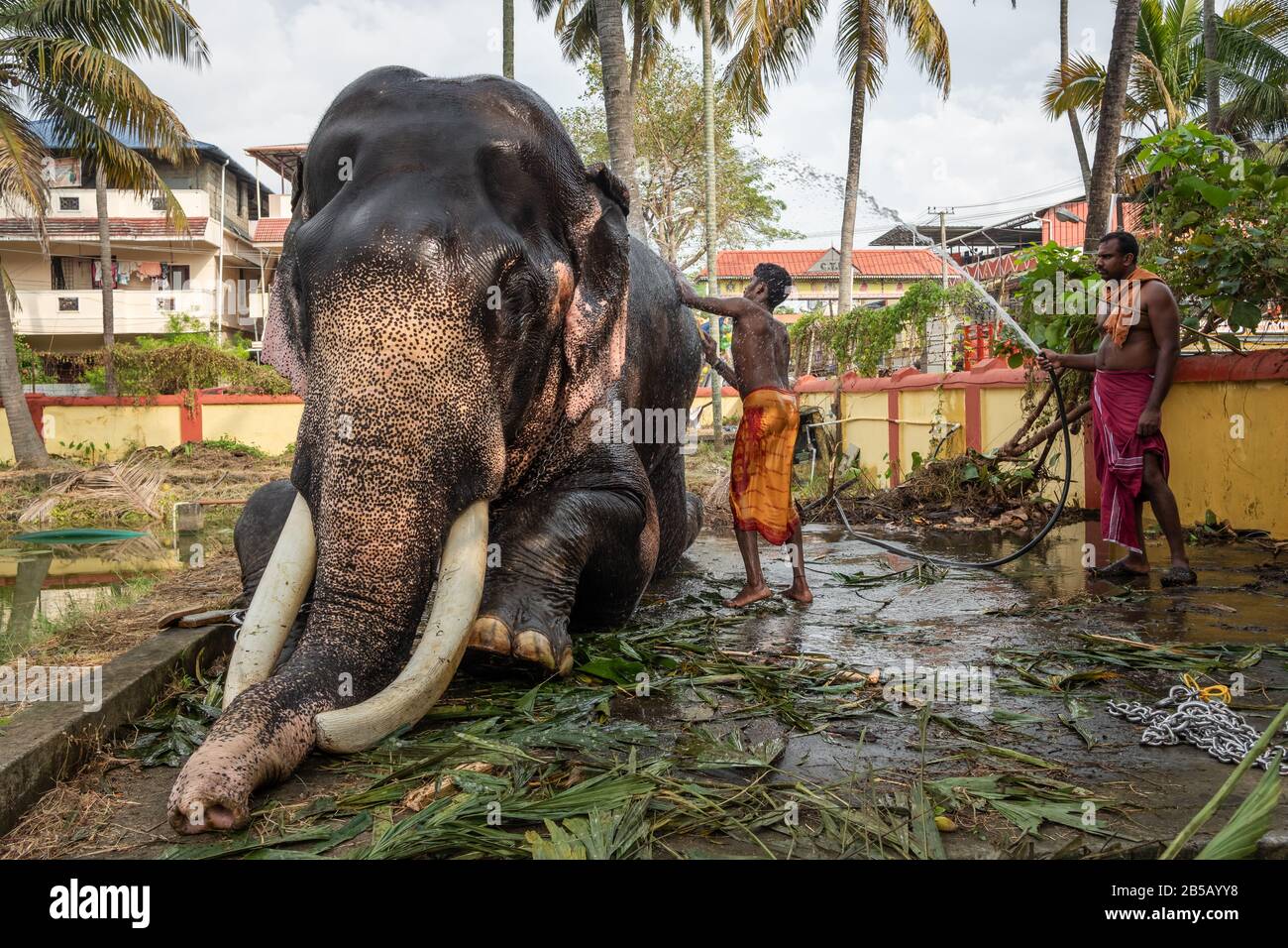 Uomo non identificato lavaggio elefante tempio, Cochin, Kerala, India Foto Stock