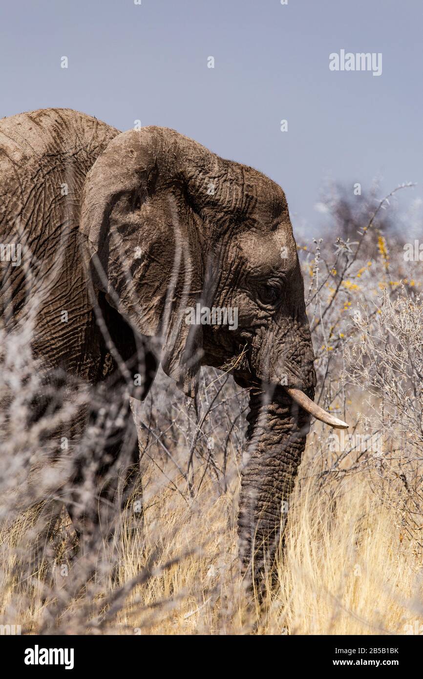 Ritratto dell'elefante che mostra la pelle rugosa Foto Stock