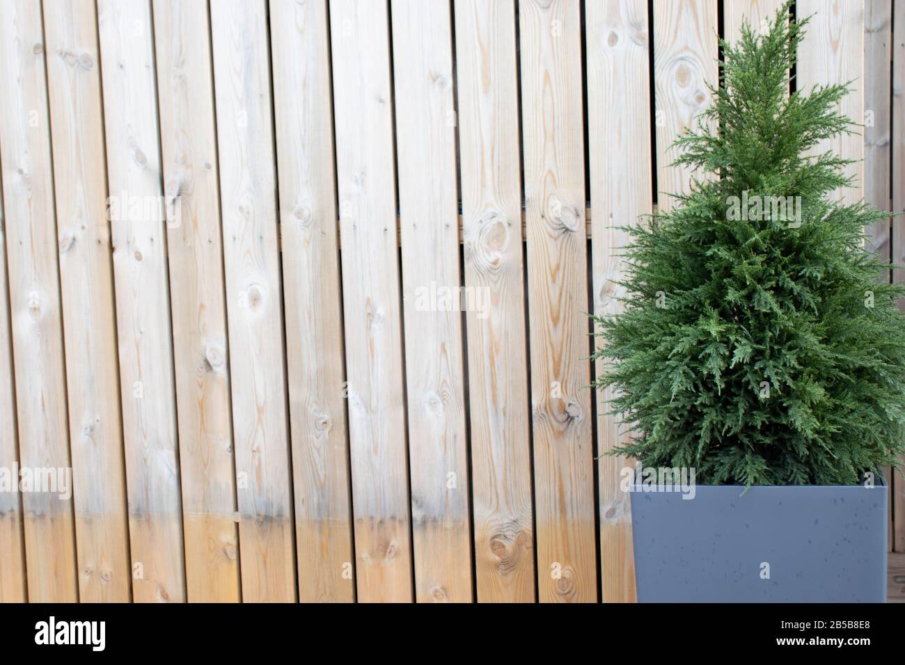 Abete verde di conifere sullo sfondo di tavole di legno. Copia spazio, concetto di un tema di vacanza invernale. Natale Foto Stock