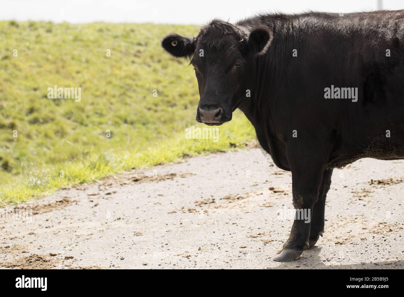 Mucca nera (Bos taurus) in una fattoria Foto Stock