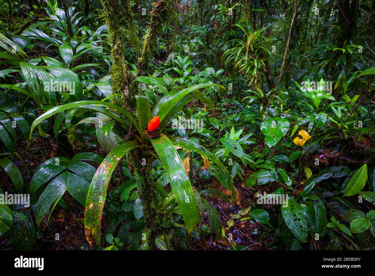 Paesaggio di Panama con un fiore rosso di bromeliad nella foresta nuvolosa nel parco nazionale di Omar Torrijos, provincia di Colle, Repubblica di Panama, America Centrale Foto Stock