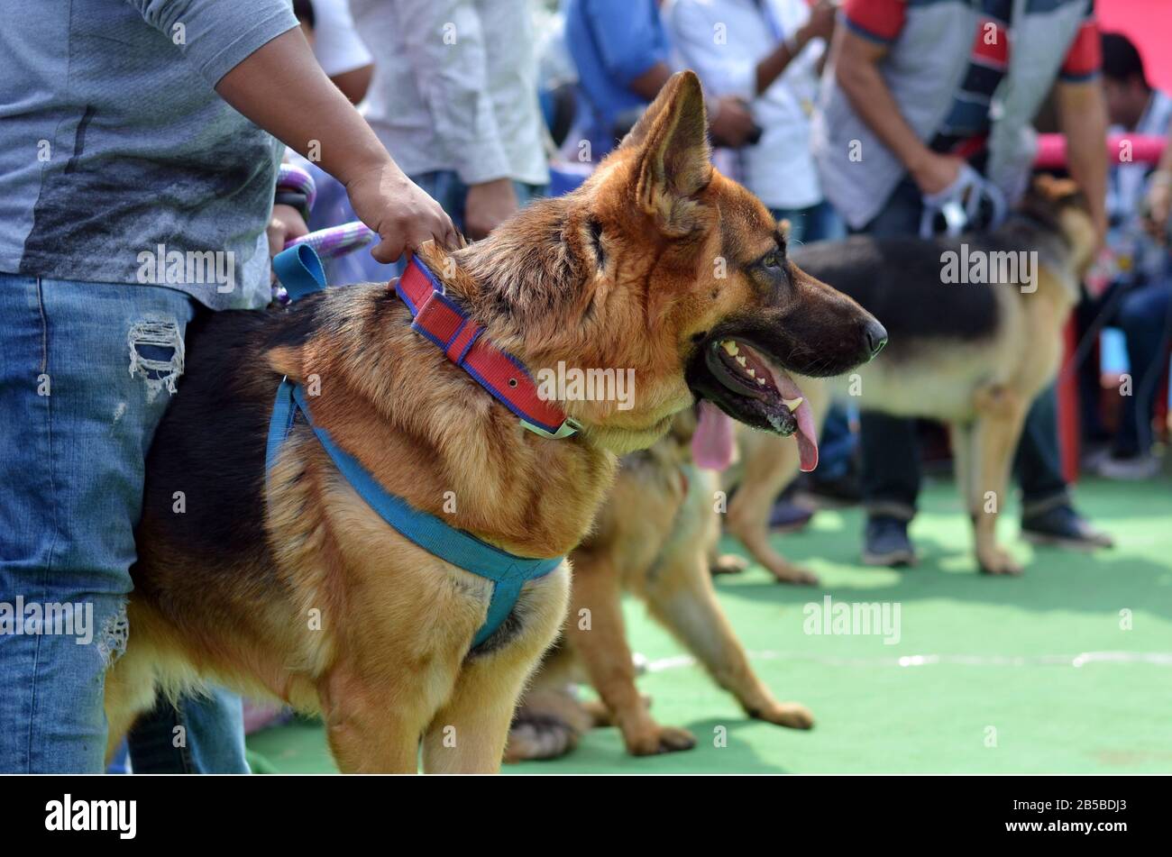 Nagaon, Assam / India - 08 marzo 2020 : cani tedeschi di Shephard durante il concorso a 2nd Nagaon Dog Show 2020 organizzato dal Royal PET Club a Nagaon Foto Stock