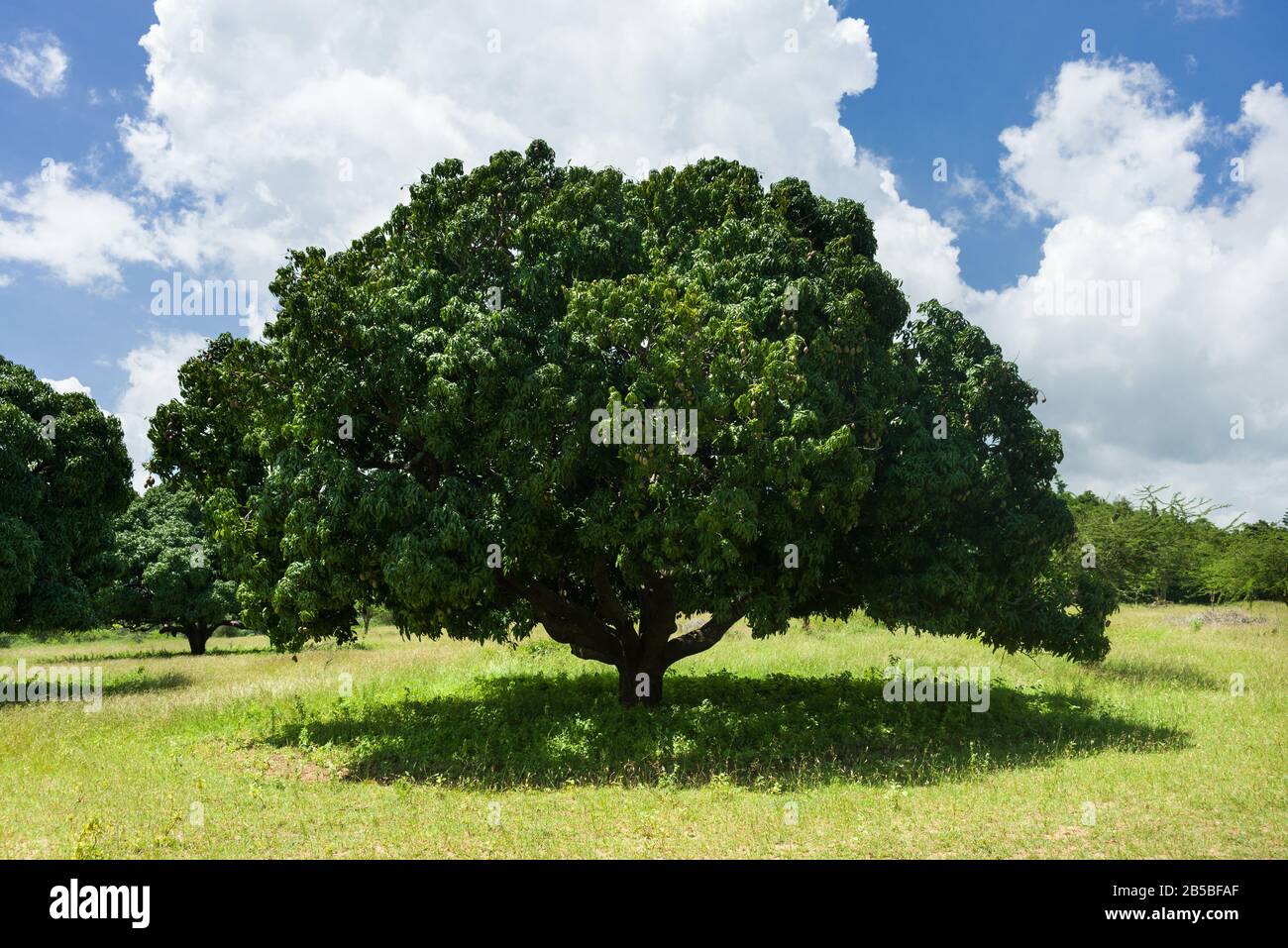 Un grande albero di mango (Mangifera indica) in fattoria di prateria, Kenya centrale Foto Stock