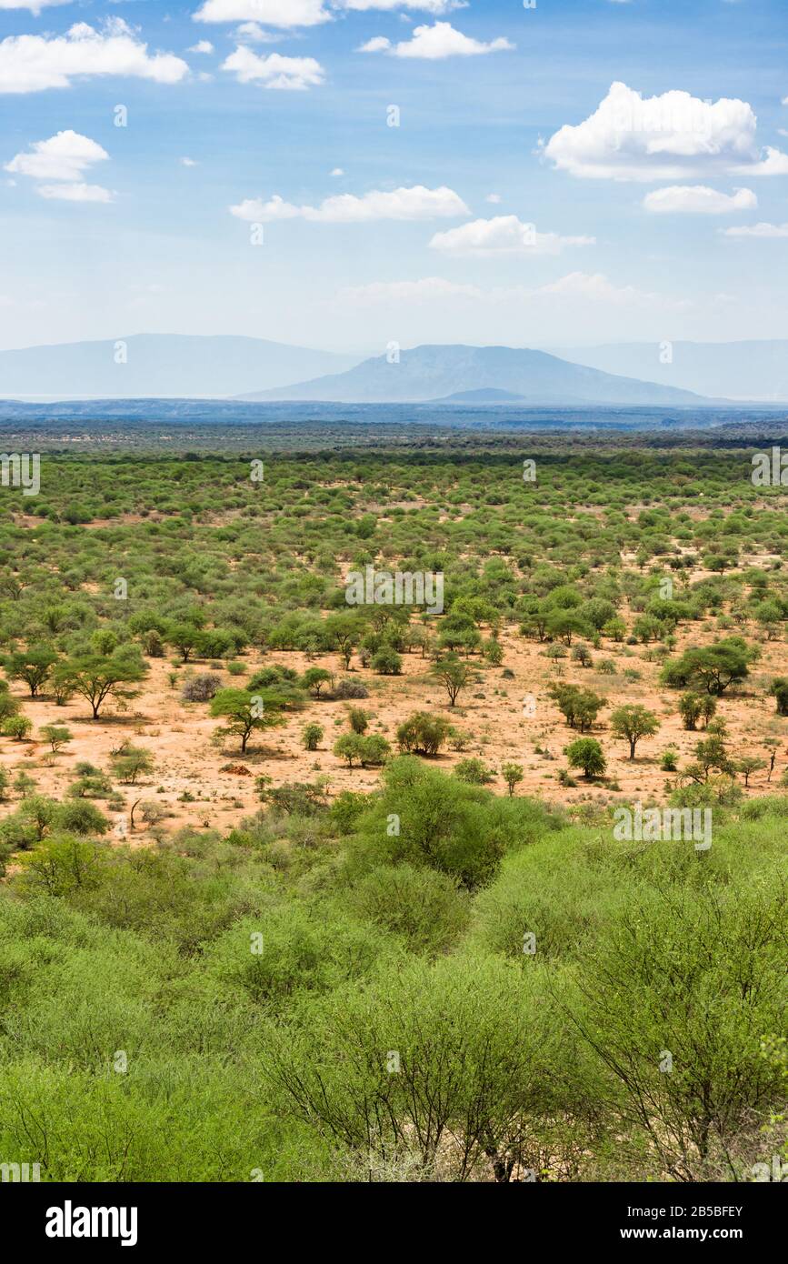 Vista del paesaggio della contea di Kajiado con alberi di acacia e colline sullo sfondo, Kenya Foto Stock