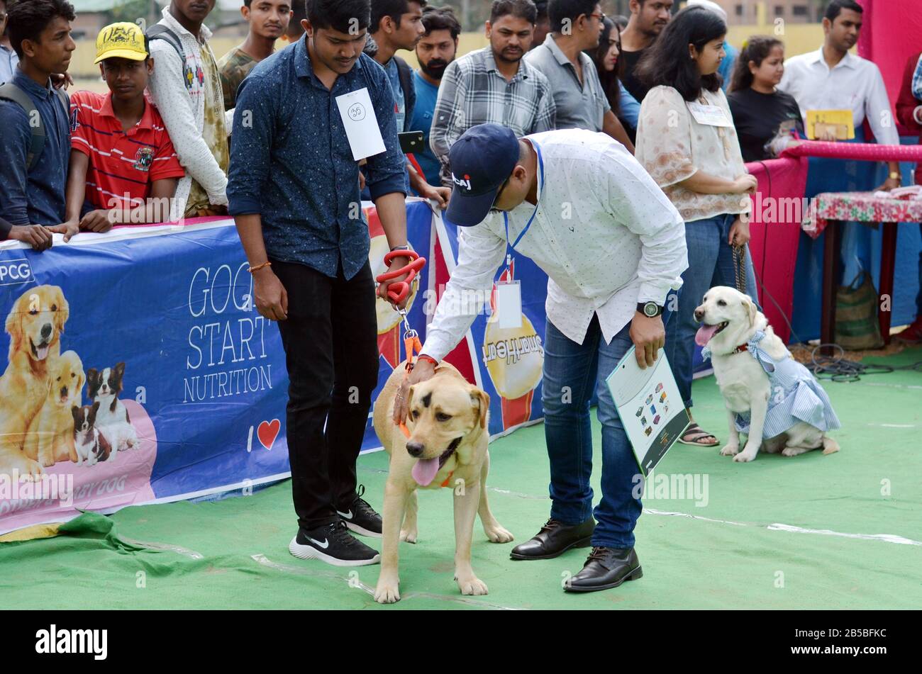 Nagaon, Assam / India - 08 marzo 2020 : Il giudice esamina un cane durante il concorso a 2nd Nagaon Dog Show 2020 organizzato dal Royal PET Club di Na Foto Stock