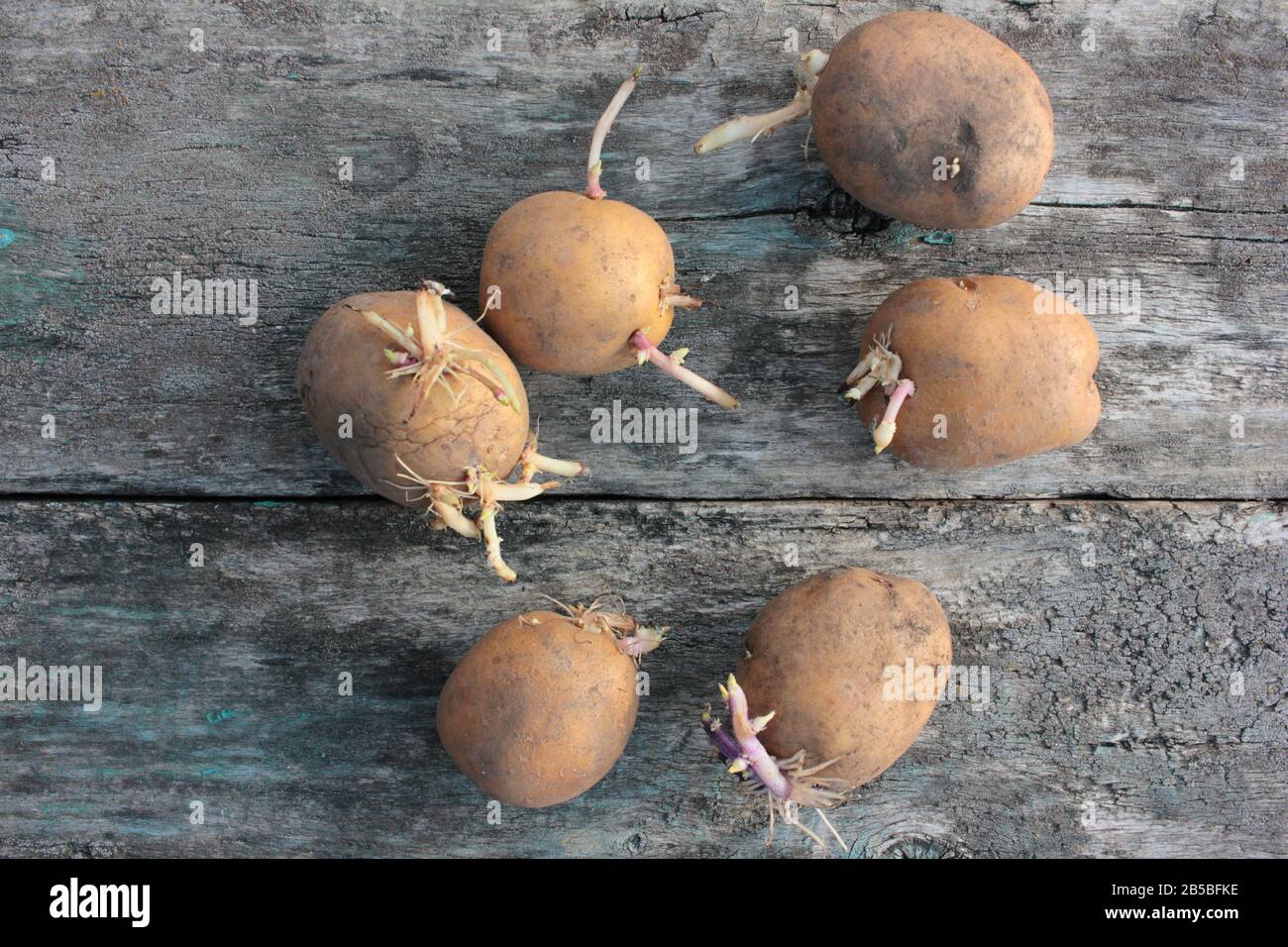 patate da piantare con germogli germogliati in una scatola di plastica.  patate da semi vecchie germogliate. piantine di tuberi di patata. il  concetto di agricoltura e giardinaggio, coltivazione e cura delle verdure.