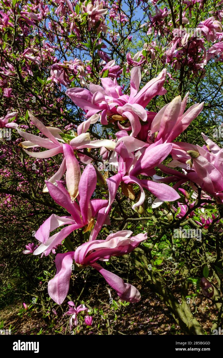 Arbusto fiorito, albero di primavera Magnolia Susan albero aprile in fiore Foto Stock