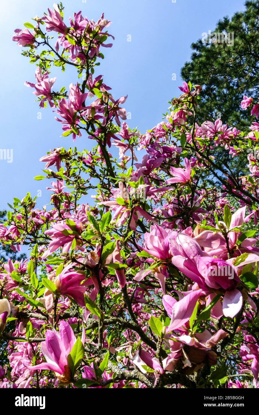 Arbusto fiorito, albero primaverile Magnolia Susan in fiore contro il cielo blu Foto Stock