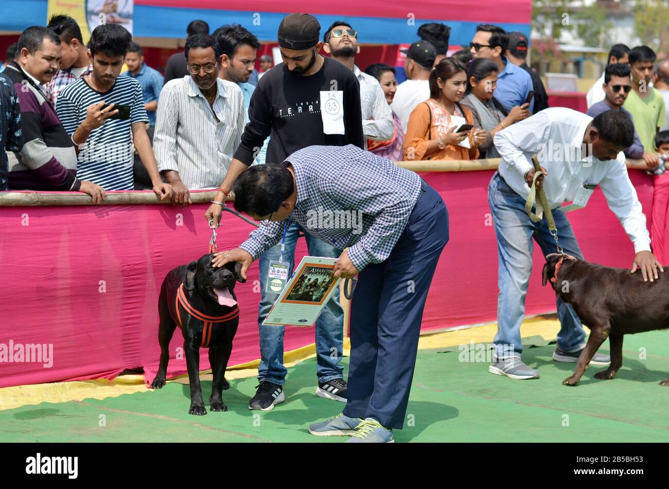 Nagaon, Assam / India - 08 marzo 2020 : Il giudice esamina un cane durante il concorso a 2nd Nagaon Dog Show 2020 organizzato dal Royal PET Club. Foto Stock