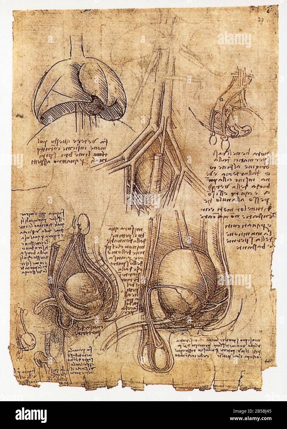 Leonardo da Vinci. Organi genitali maschili, vescica, canale urinario e seminale. sopra, il polmone di maiale. 1508-1509 Foto Stock