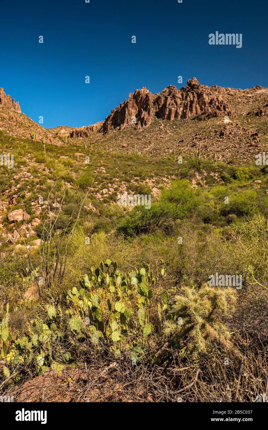 Teddybear cholla, cactus di pera pungente, rocotillos, Peralta Canyon Trail, Fremont Saddle in dist, Superstition Mtns, Tonto National Forest, Arizona, Stati Uniti Foto Stock