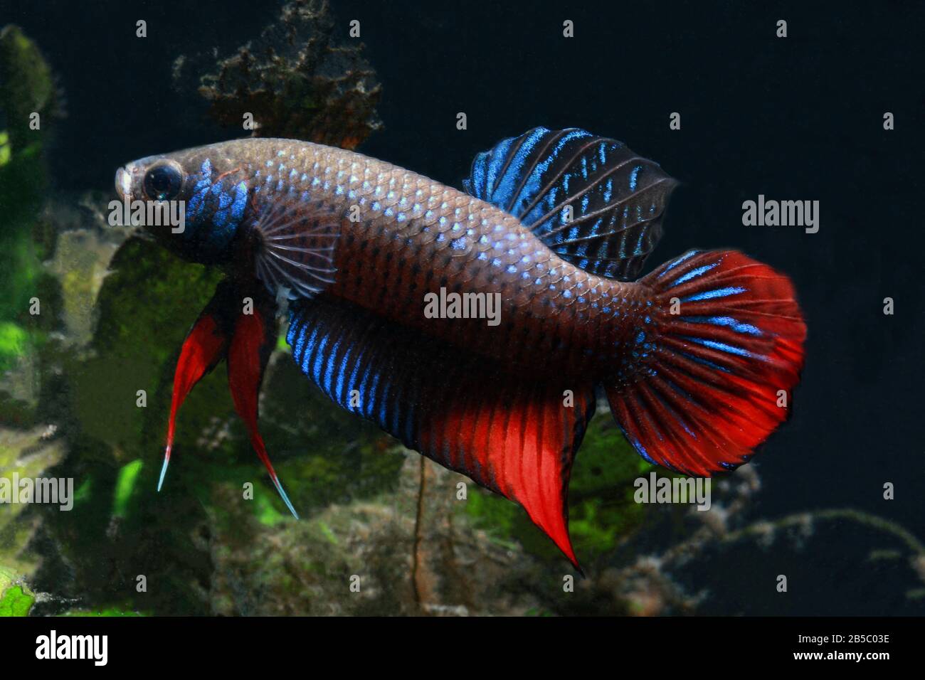 Cresent Betta, Betta imbellis, Pepacful betta Foto Stock