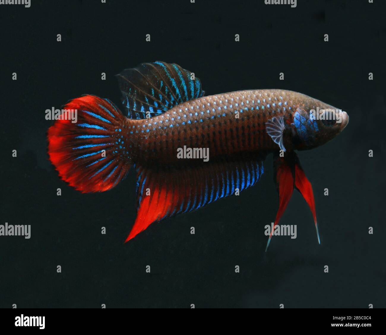 Cresent Betta, Betta imbellis, Pepacful betta Foto Stock