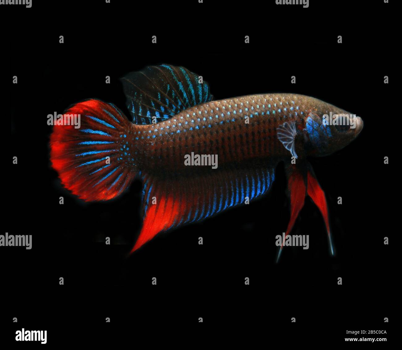 Cresent Betta, Betta imbellis, Pepacful betta Foto Stock