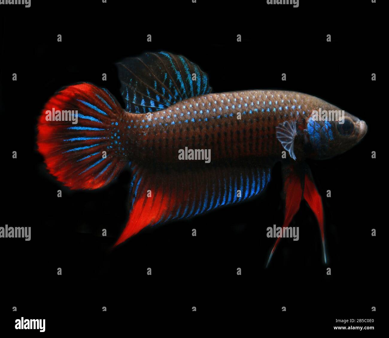 Cresent Betta, Betta imbellis, Pepacful betta Foto Stock