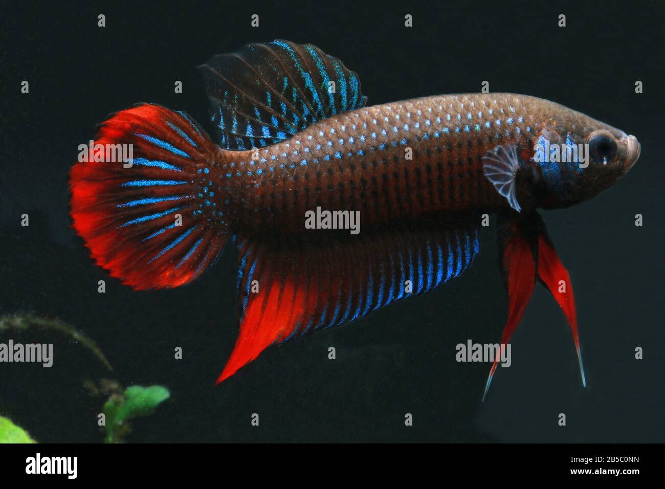 Cresent Betta, Betta imbellis, Pepacful betta Foto Stock