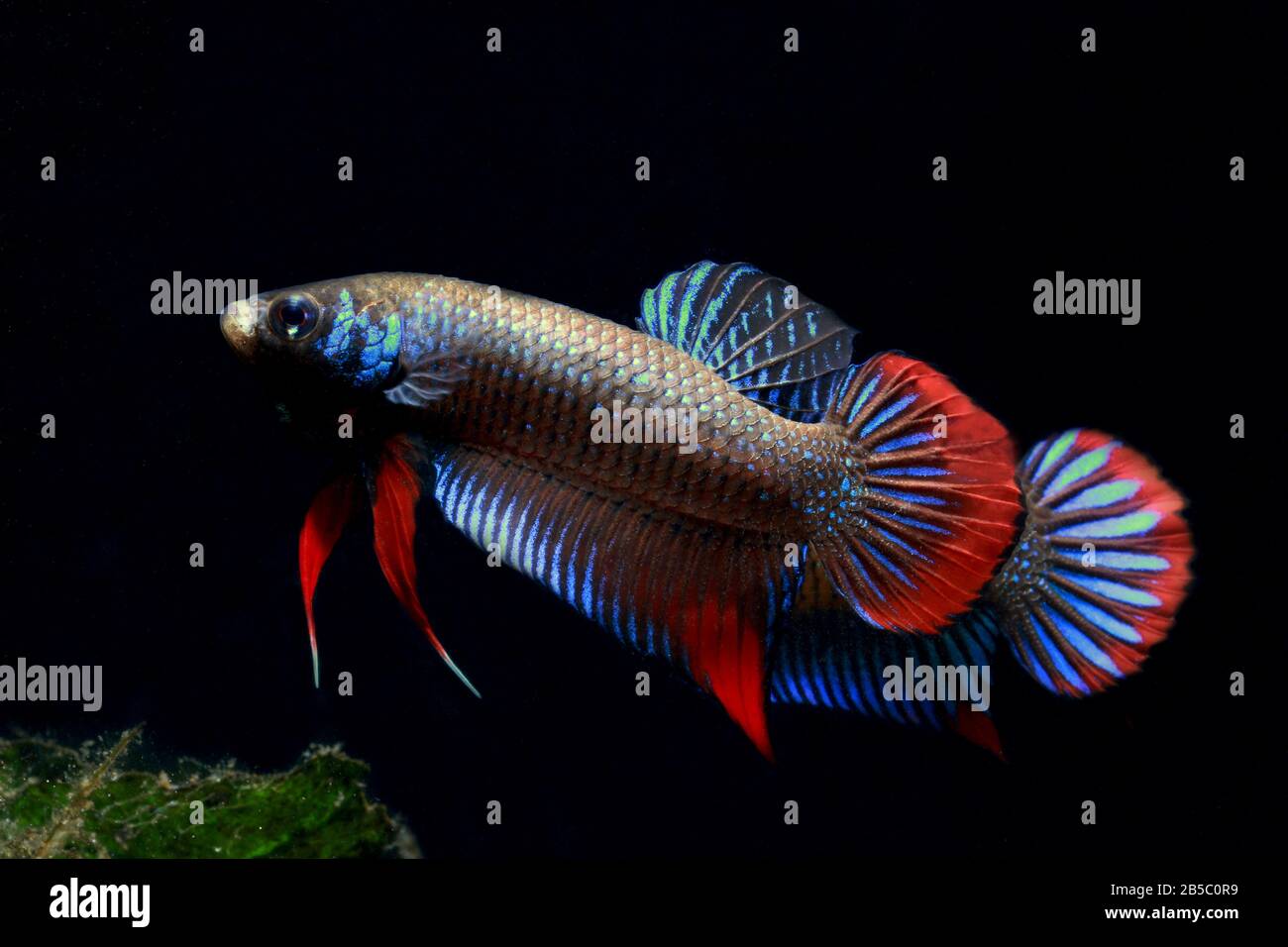 Cresent Betta, Betta imbellis, Pepacful betta Foto Stock