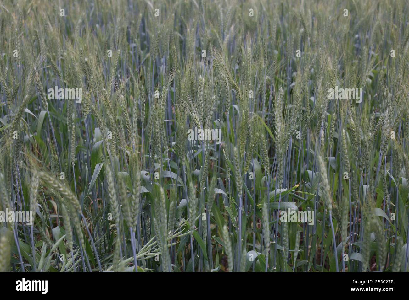 Grano Verde Che Cresce In Campo Coltivato, Bella Close Up Foto Stock