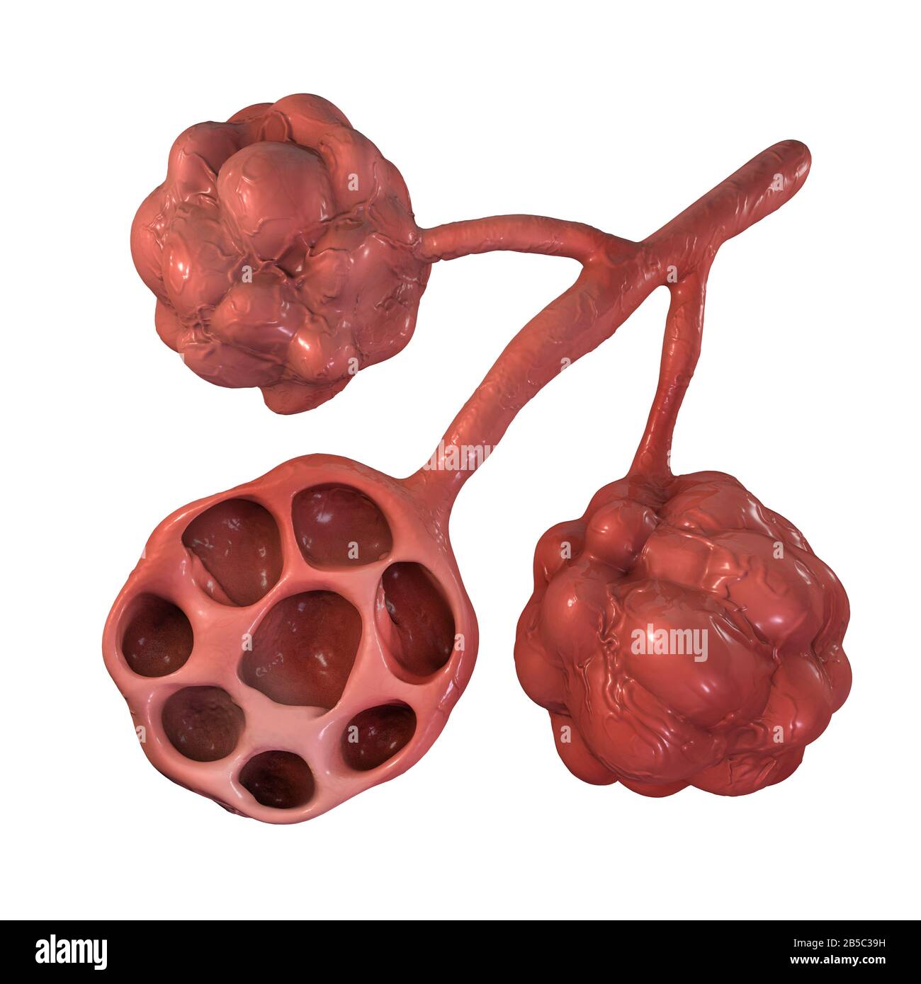 Alveoli, illustrazione Foto Stock