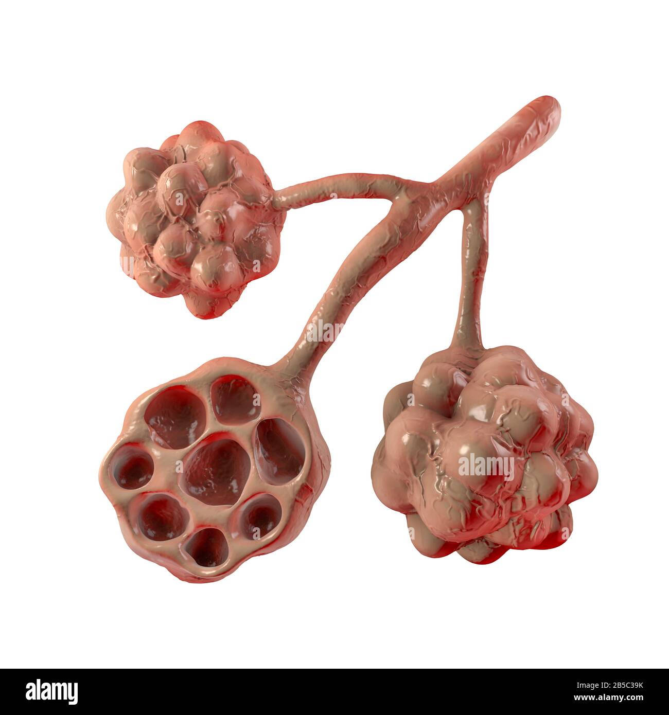 Alveoli, illustrazione Foto Stock