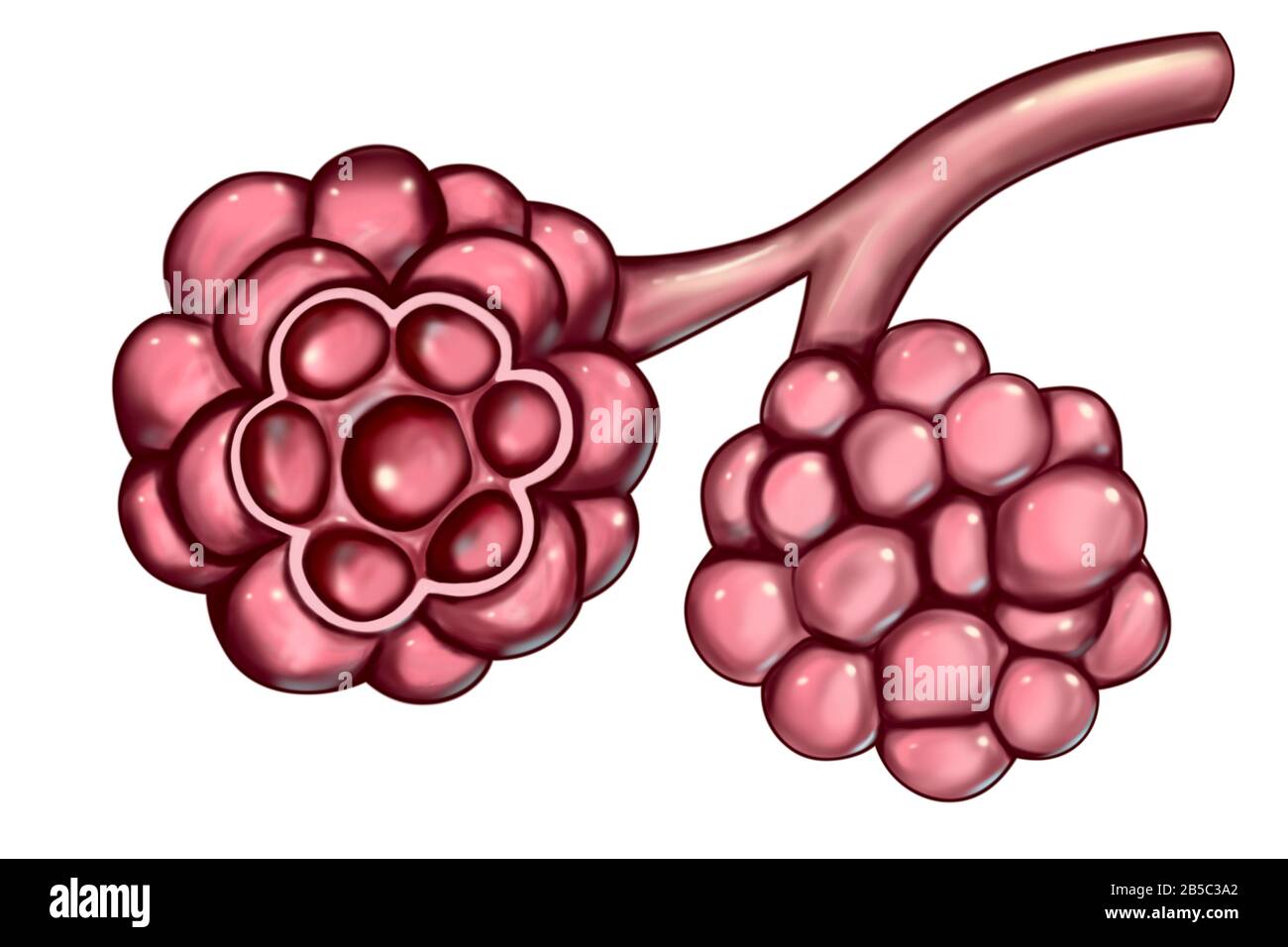 Alveoli, illustrazione Foto Stock