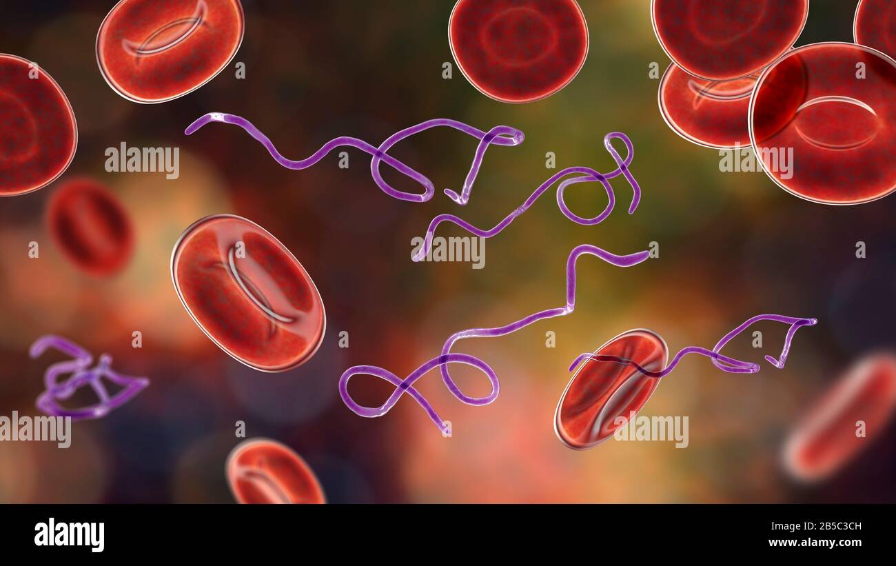Batteri Borrelia nel sangue, illustrazione Foto Stock
