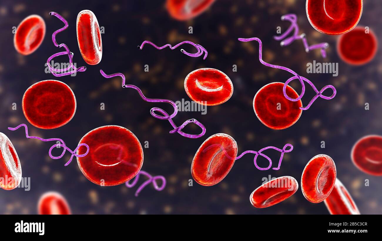 Batteri Borrelia nel sangue, illustrazione Foto Stock