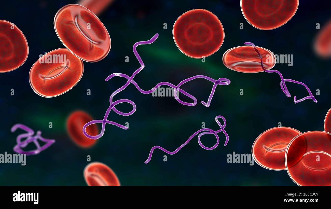 Batteri Borrelia nel sangue, illustrazione Foto Stock