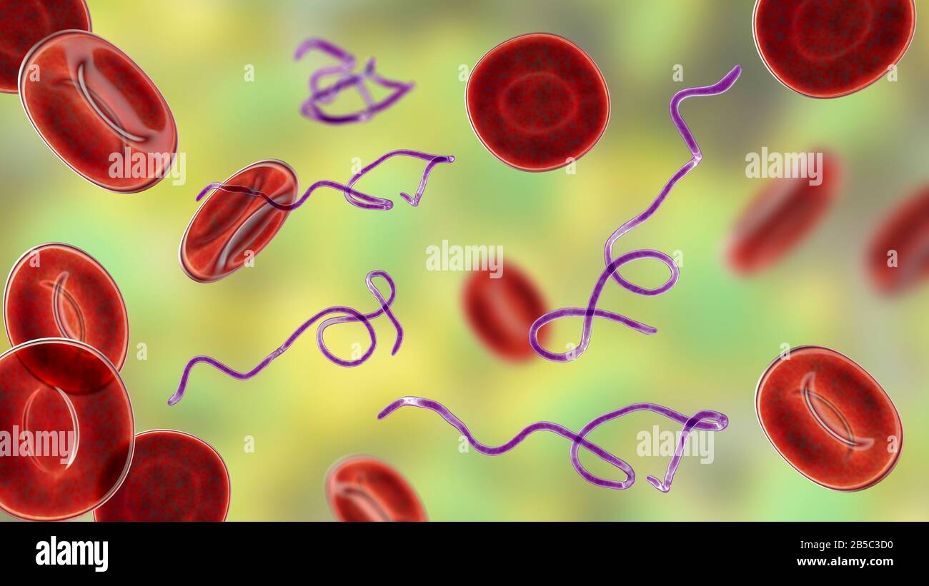 Batteri Borrelia nel sangue, illustrazione Foto Stock
