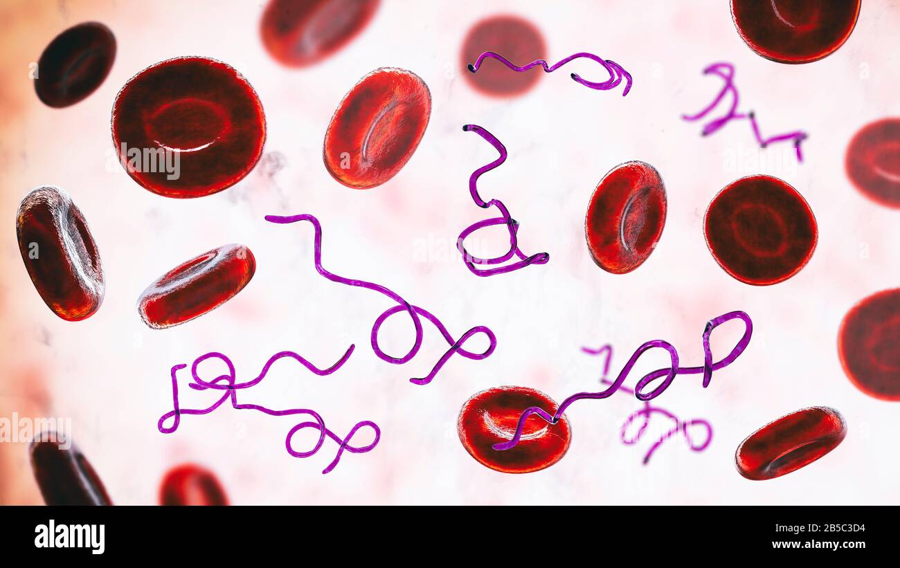 Batteri Borrelia nel sangue, illustrazione Foto Stock