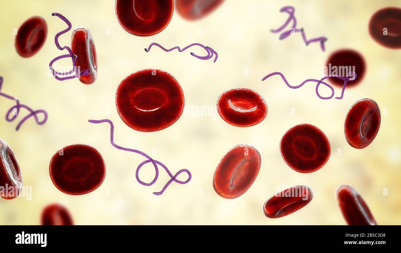 Batteri Borrelia nel sangue, illustrazione Foto Stock