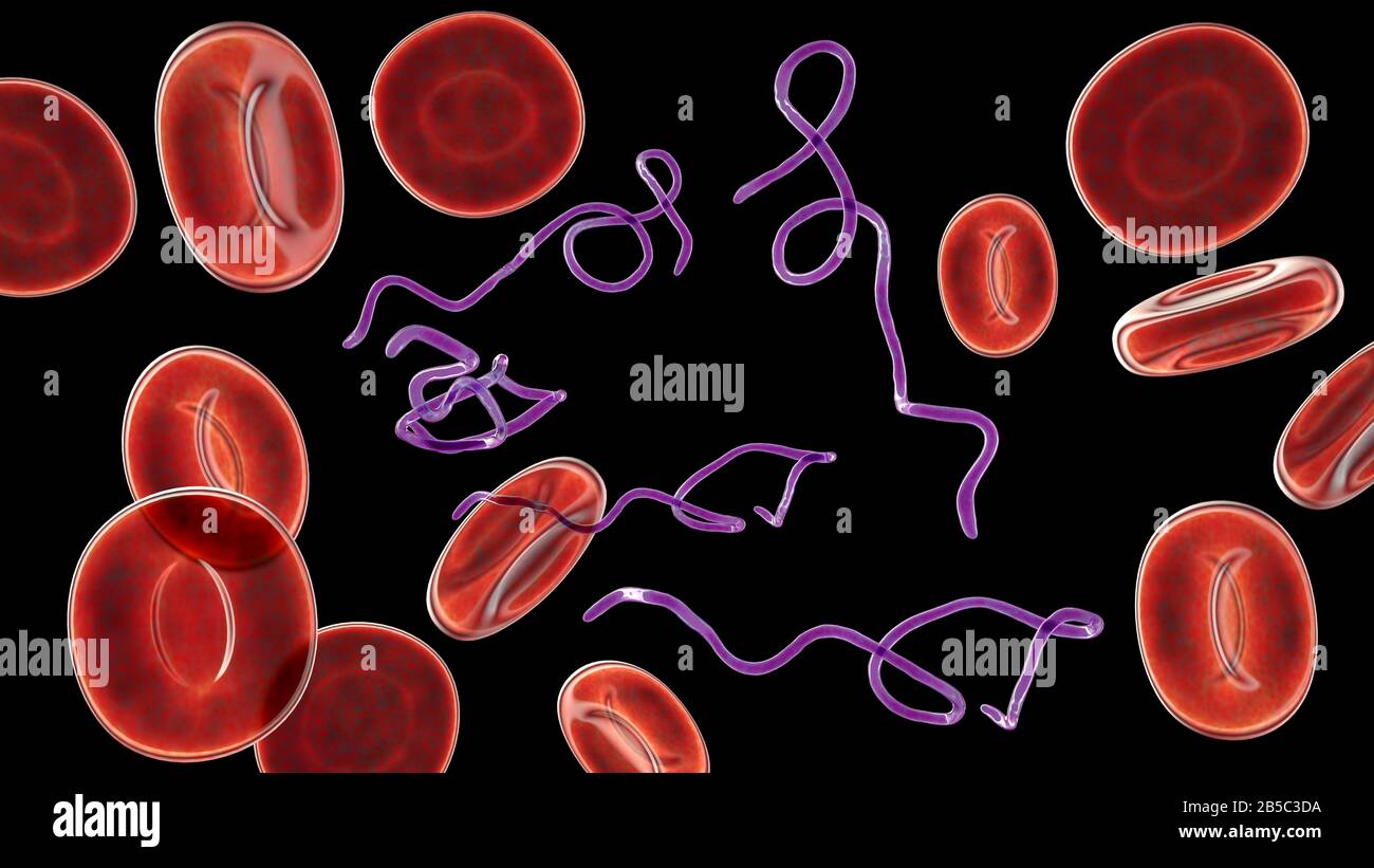 Batteri Borrelia nel sangue, illustrazione Foto Stock