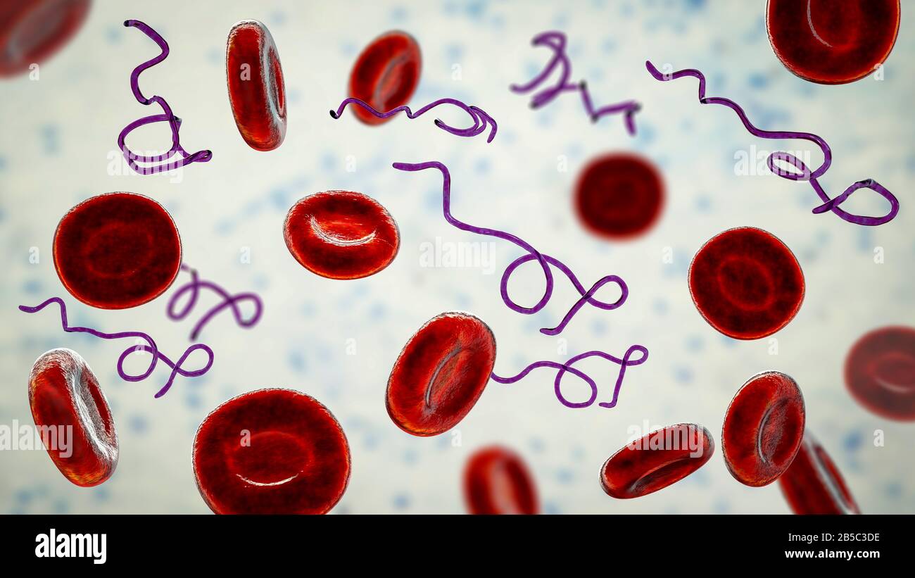 Batteri Borrelia nel sangue, illustrazione Foto Stock