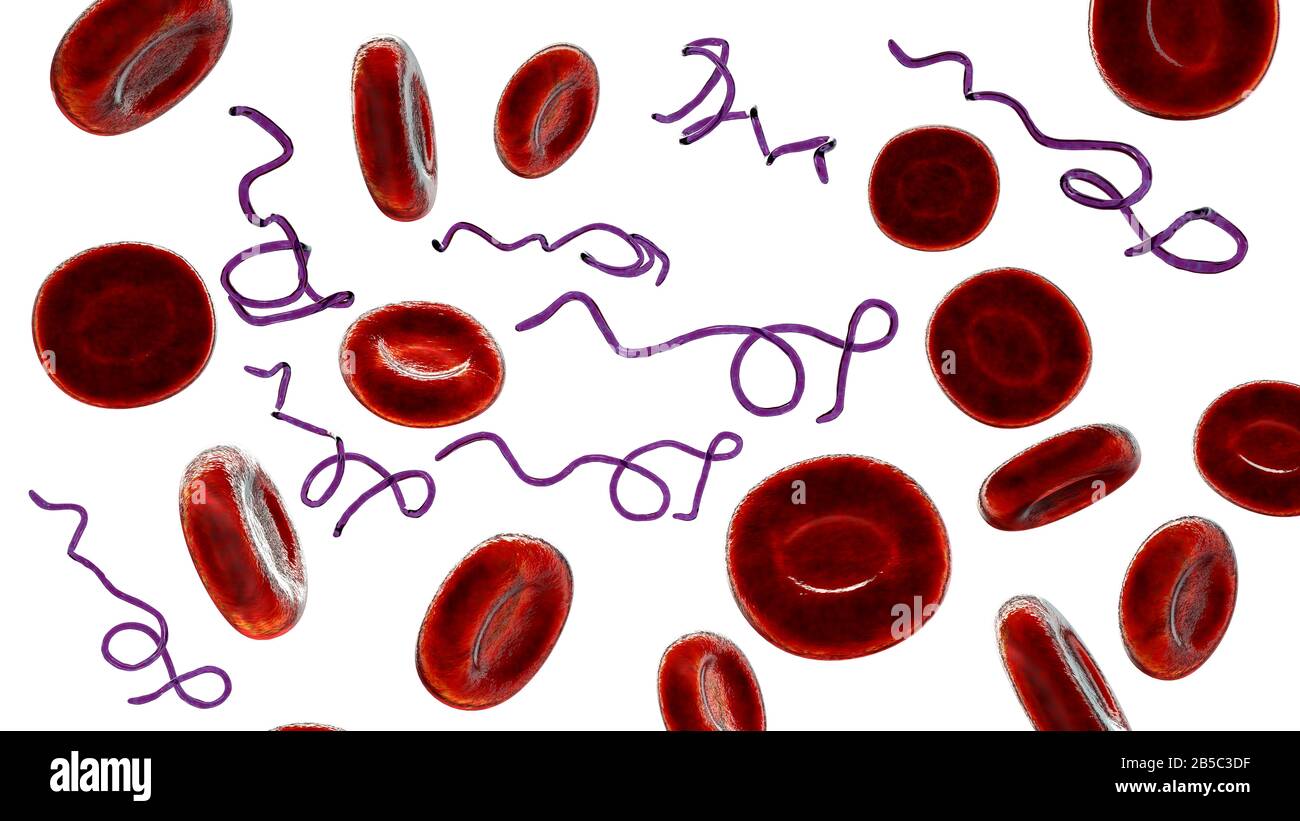Batteri Borrelia nel sangue, illustrazione Foto Stock